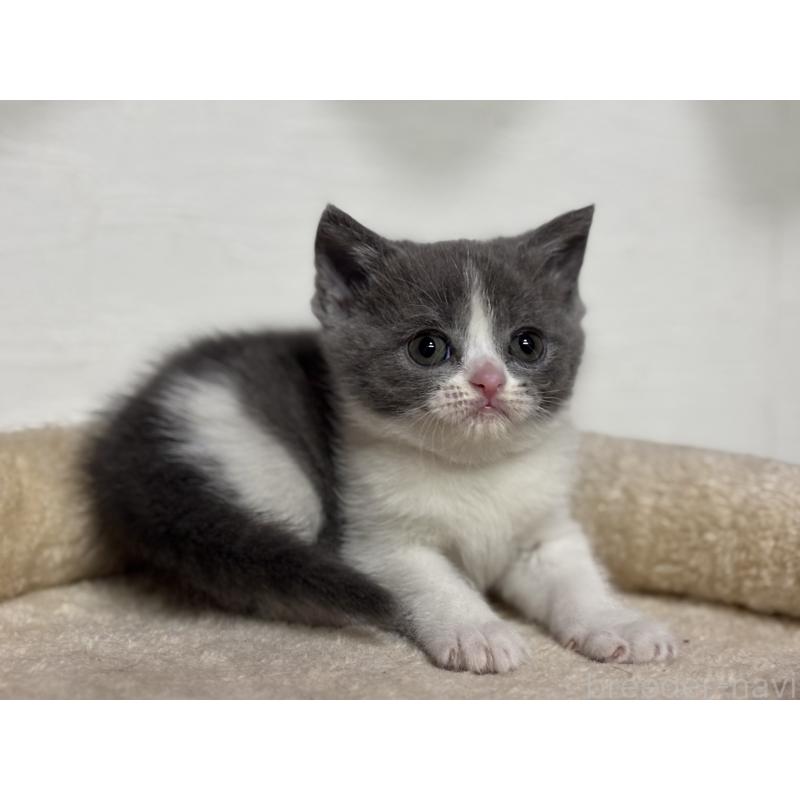 販売中の神奈川県のブリティッシュショートヘア-137829の12枚目