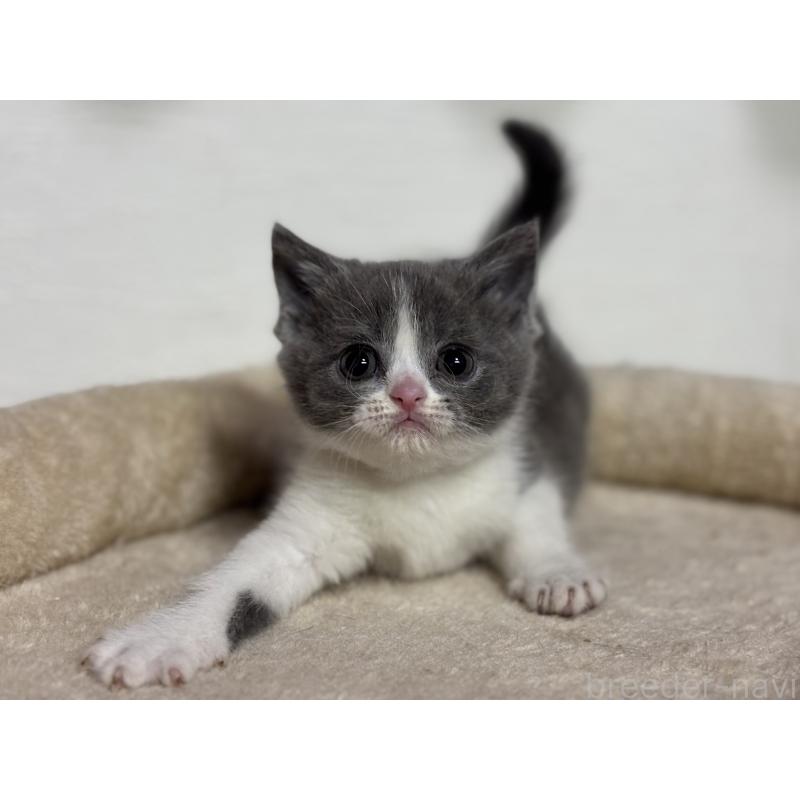 販売中の神奈川県のブリティッシュショートヘア-137829の11枚目