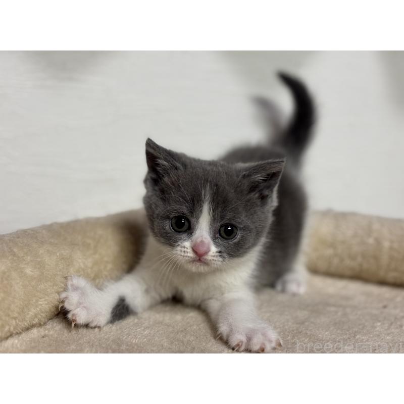 販売中の神奈川県のブリティッシュショートヘア-137829の9枚目