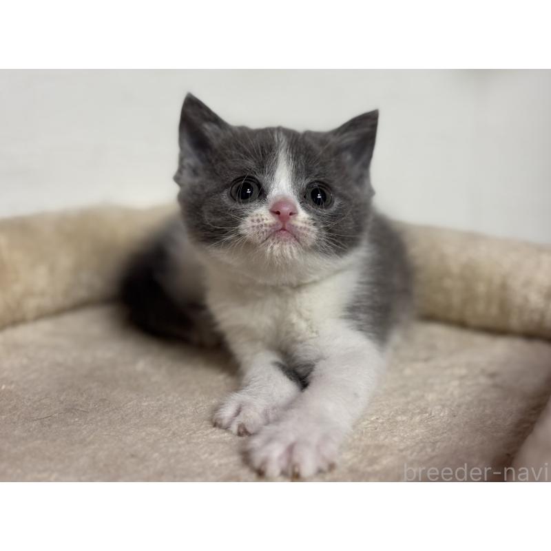 販売中の神奈川県のブリティッシュショートヘア-137829の7枚目