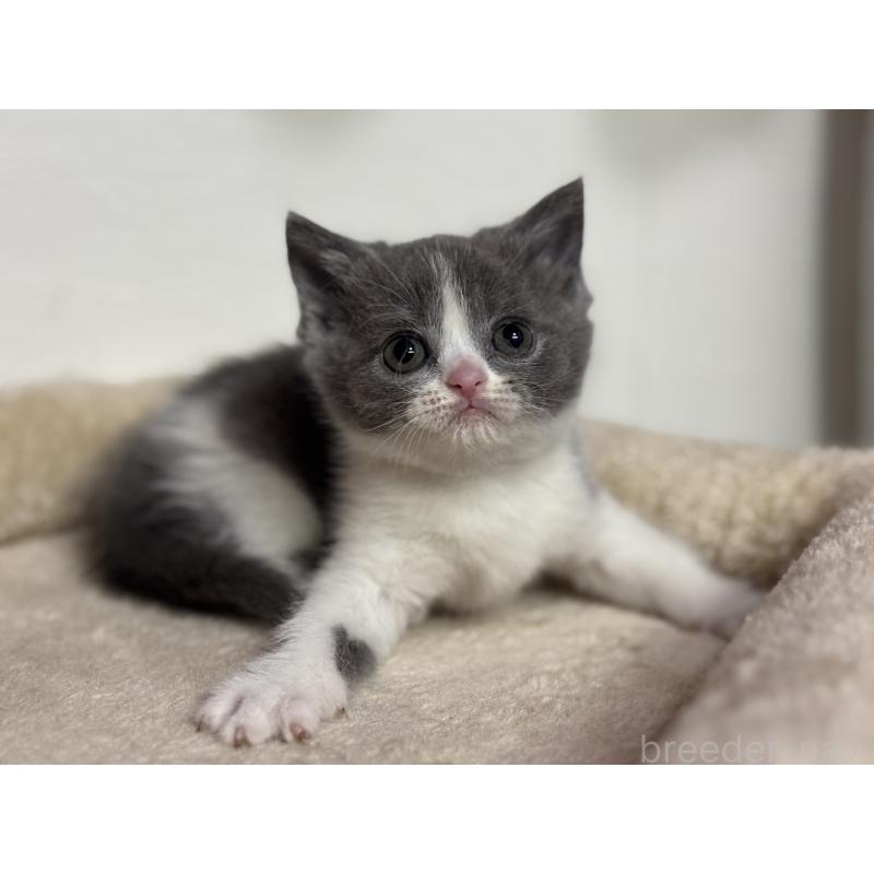 販売中の神奈川県のブリティッシュショートヘア-137829の6枚目