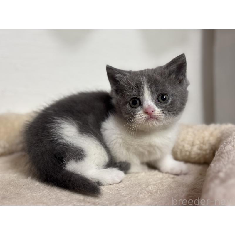 販売中の神奈川県のブリティッシュショートヘア-137829の5枚目