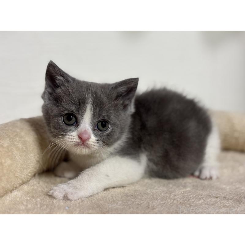 販売中の神奈川県のブリティッシュショートヘア-137829の4枚目