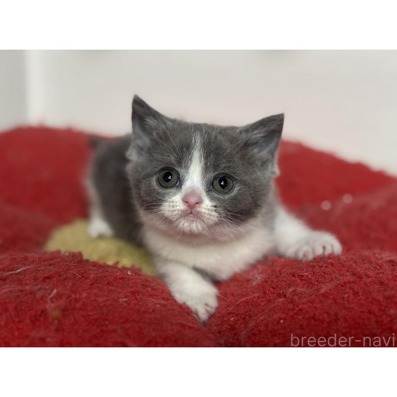 販売中の神奈川県のブリティッシュショートヘア-137829の3枚目