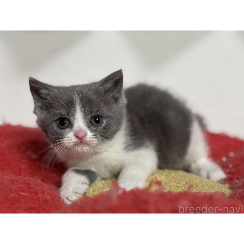 販売中の神奈川県のブリティッシュショートヘア-137829の2枚目