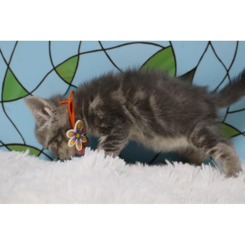 販売中の東京都のマンチカン-137833の5枚目