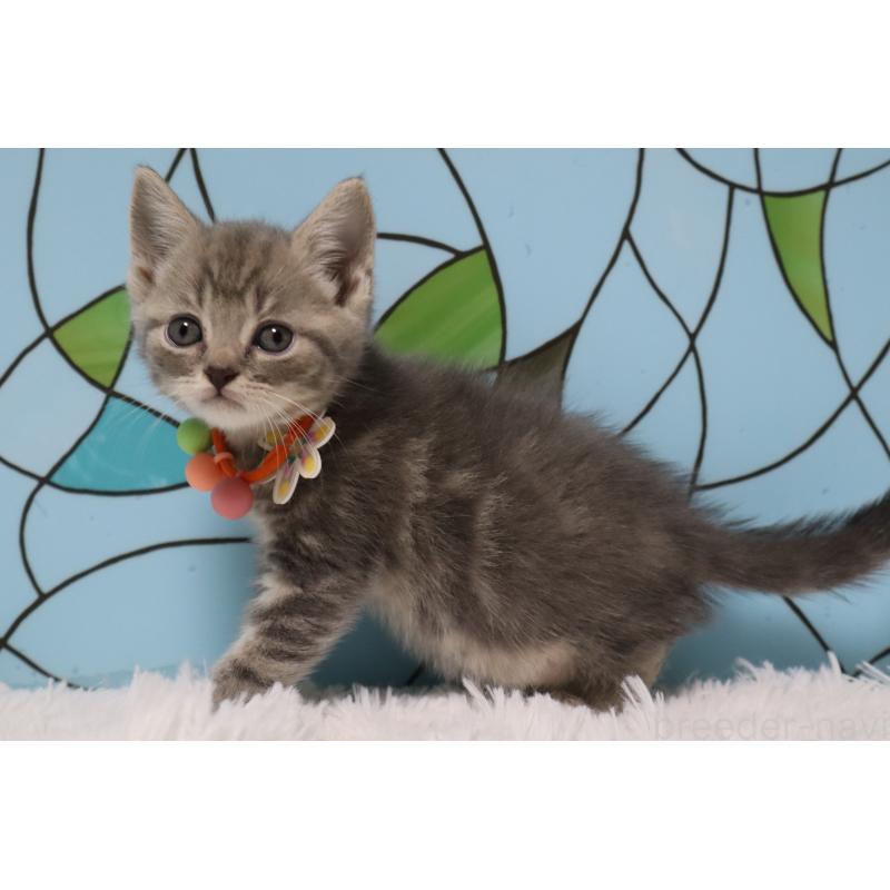 販売中の東京都のマンチカン-137833の4枚目