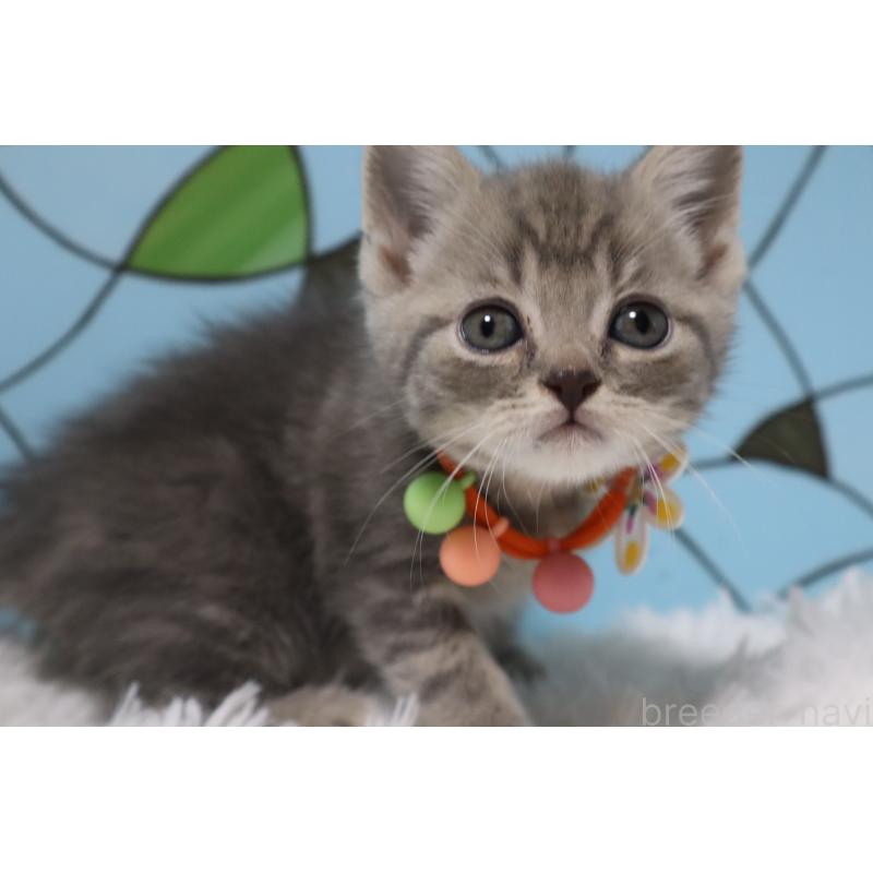 販売中の東京都のマンチカン-137833の3枚目