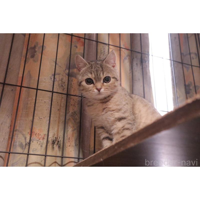 販売中の岐阜県のスコティッシュフォールド-132827の4枚目