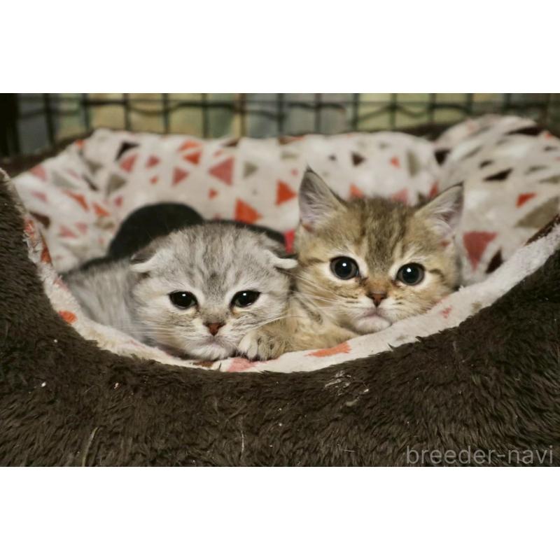 販売中の岐阜県のスコティッシュフォールド-132827の3枚目