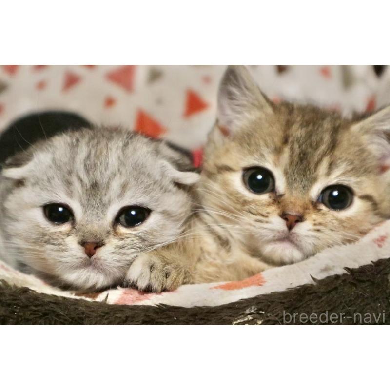 販売中の岐阜県のスコティッシュフォールド-132827の2枚目