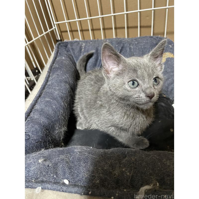 販売中の岐阜県のロシアンブルー-137768の5枚目