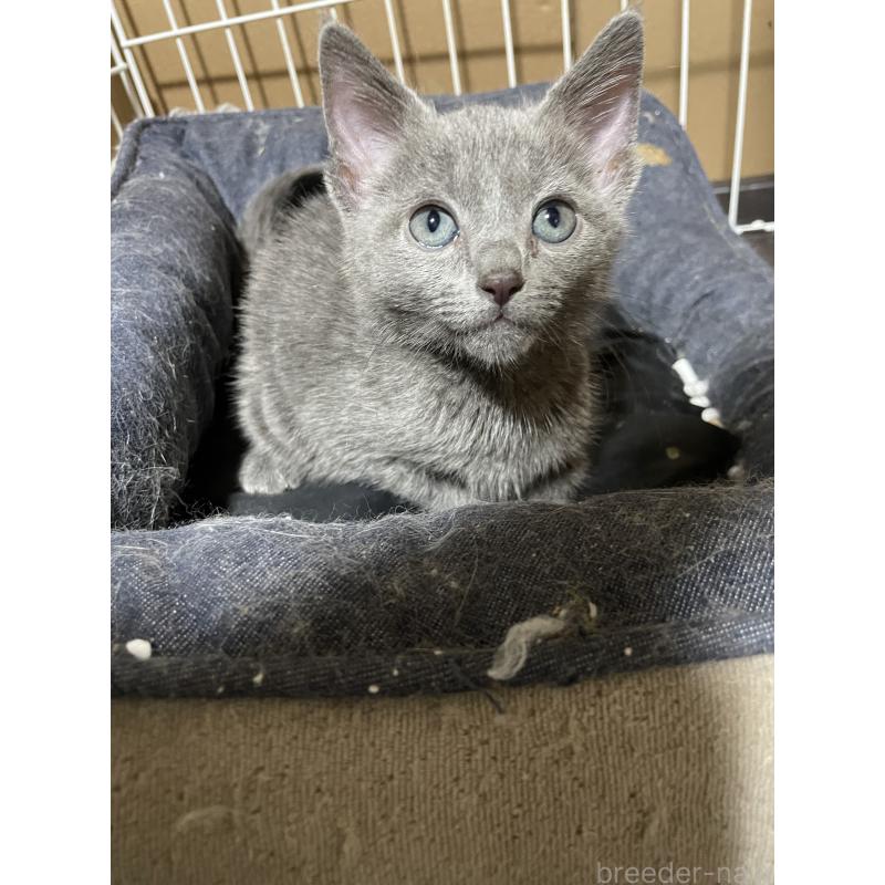 販売中の岐阜県のロシアンブルー-137768の4枚目