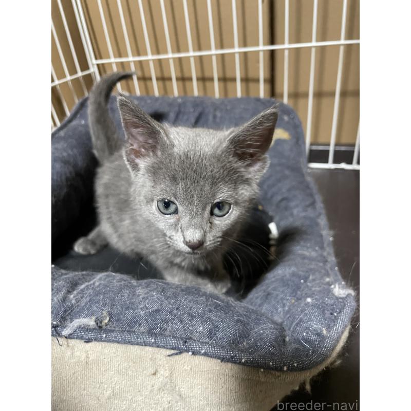 販売中の岐阜県のロシアンブルー-137768の2枚目