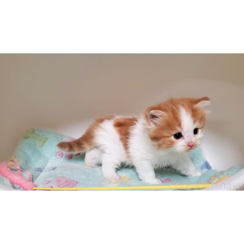 販売中の大阪府のミヌエット-137832の3枚目