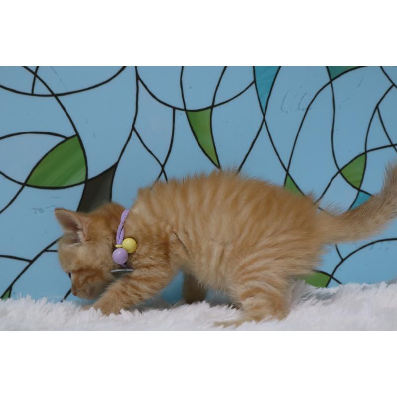 販売中の東京都のマンチカン-137834の6枚目