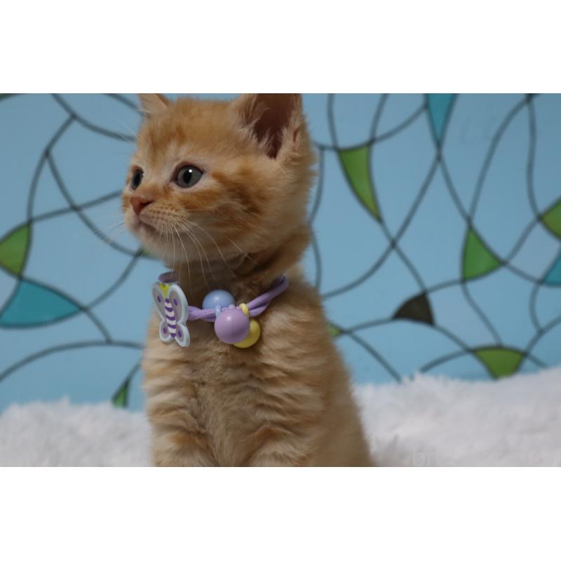 販売中の東京都のマンチカン-137834の5枚目