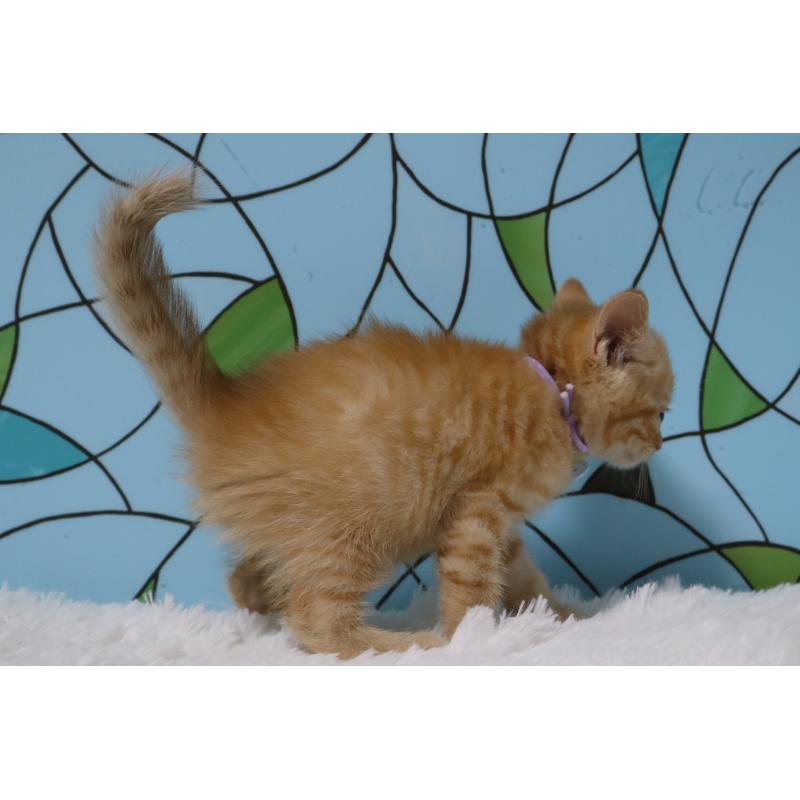 販売中の東京都のマンチカン-137834の4枚目