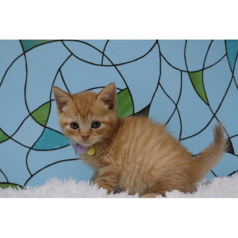 販売中の東京都のマンチカン-137834の3枚目