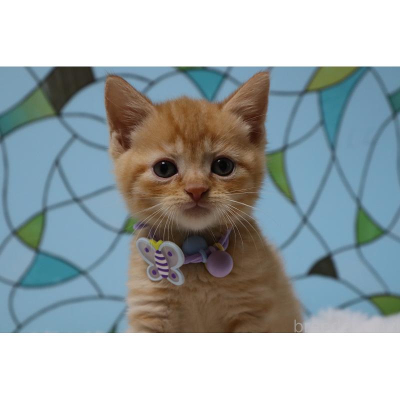 販売中の東京都のマンチカン-137834の2枚目