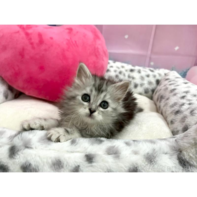 販売中の埼玉県のサイベリアン-136079の5枚目