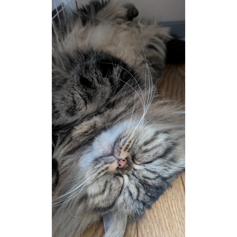 販売中の大阪府のミヌエット-81311の8枚目