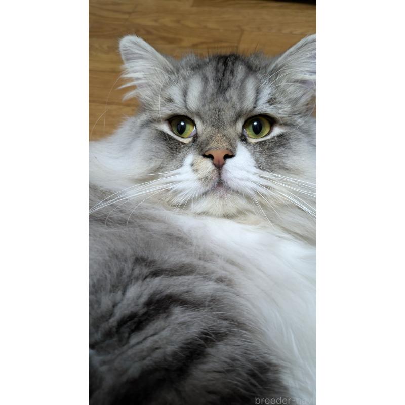 販売中の大阪府のミヌエット-121834