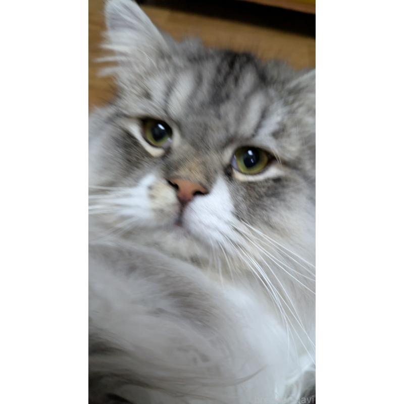 販売中の大阪府のミヌエット-121834の2枚目