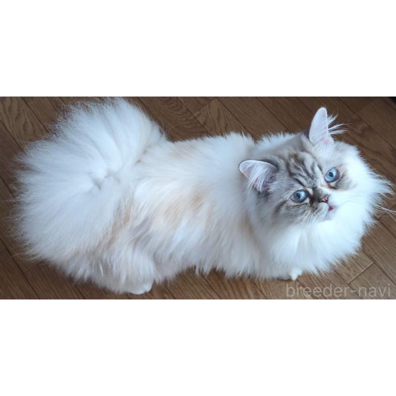 成約済の大阪府のミヌエット-81309の1枚目