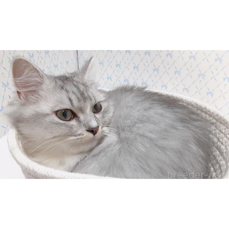 販売中の岐阜県のミックス-135289の5枚目