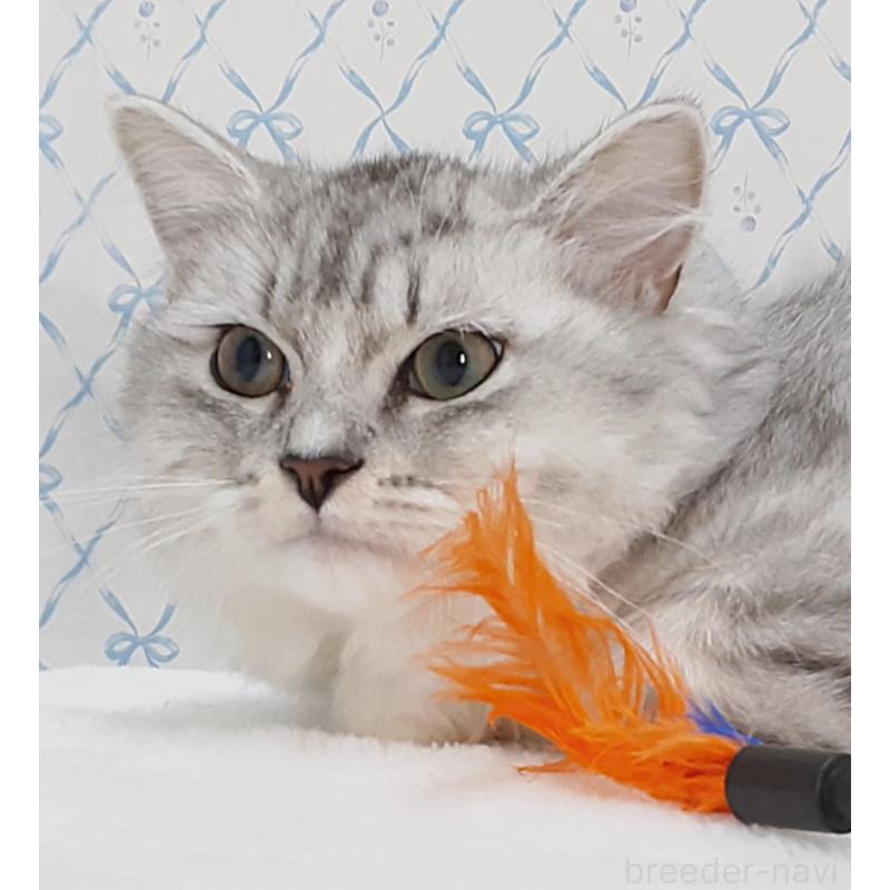 販売中の岐阜県のミックス-135289の4枚目