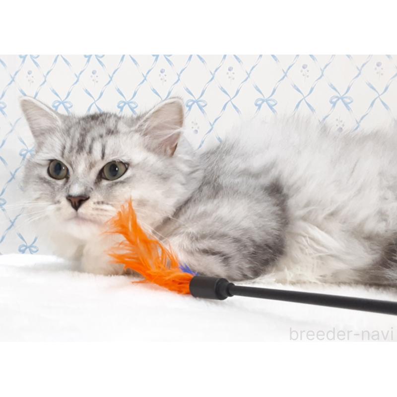 販売中の岐阜県のミックス-135289の3枚目