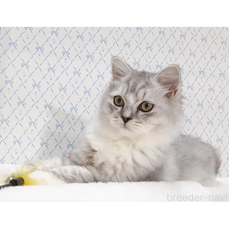 販売中の岐阜県のミックス-135290の4枚目