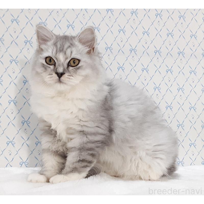 販売中の岐阜県のミックス-135290の2枚目