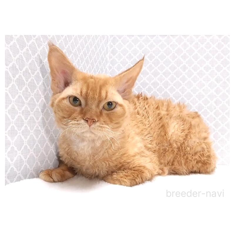 販売中の岐阜県のデボンレックス-129351の2枚目