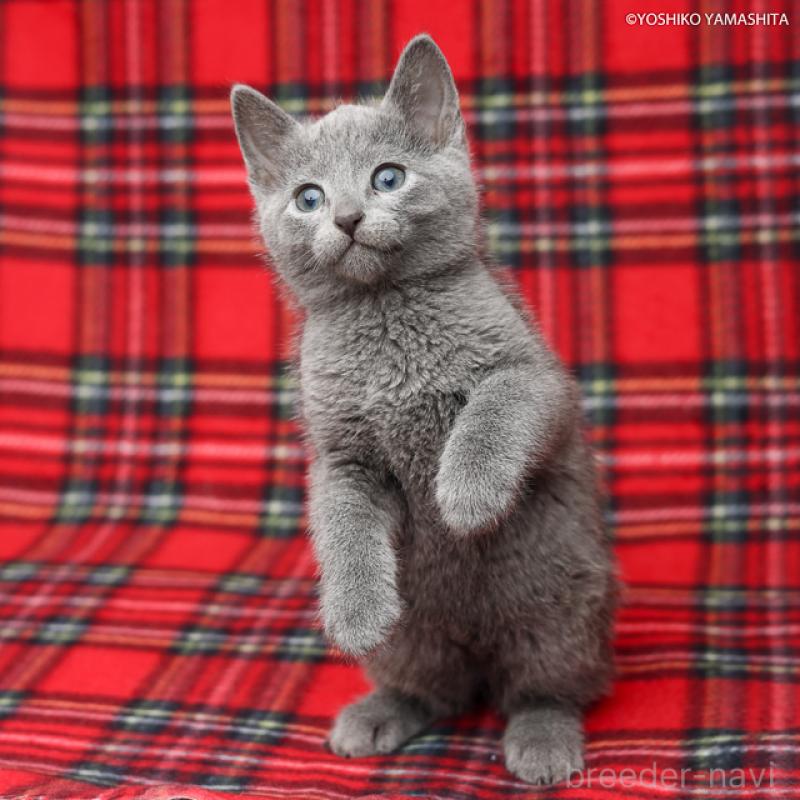 販売中の神奈川県のロシアンブルー-137769の6枚目