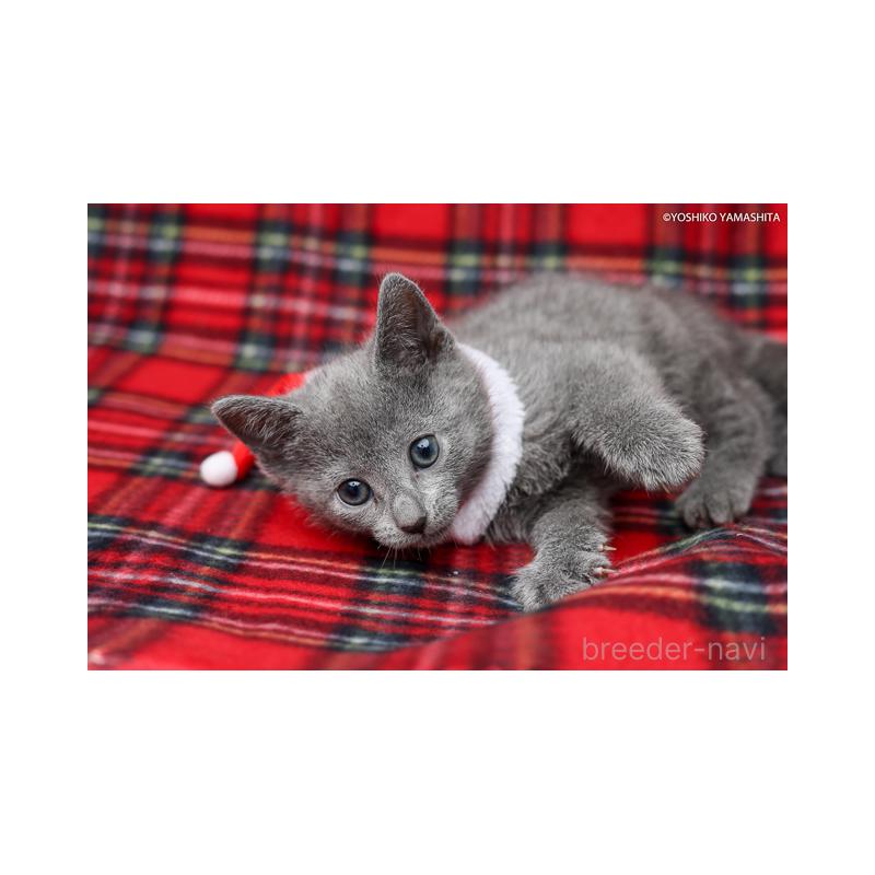 販売中の神奈川県のロシアンブルー-137769の4枚目