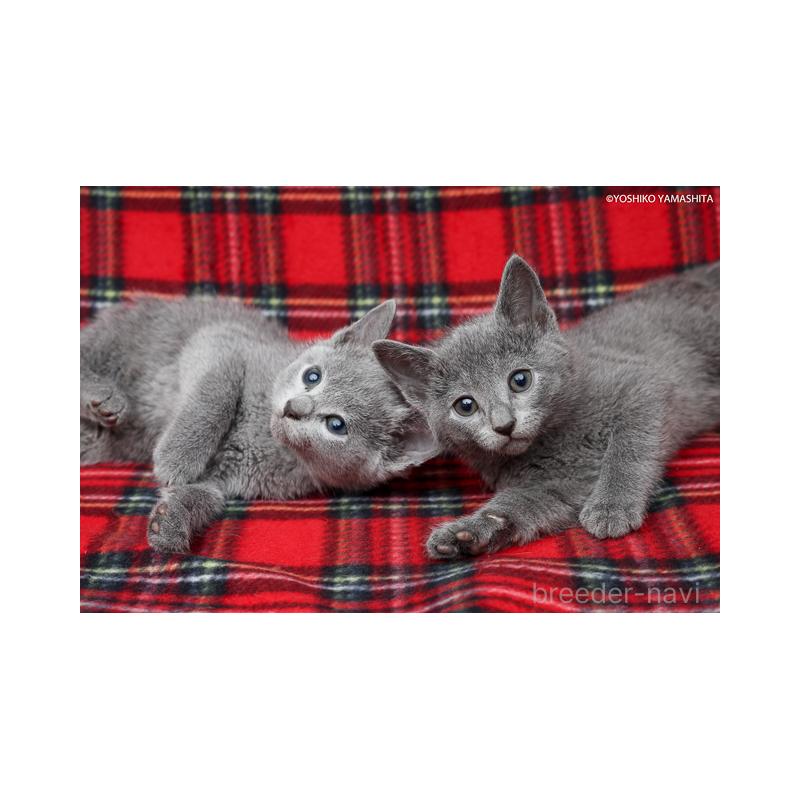 販売中の神奈川県のロシアンブルー-137769の3枚目