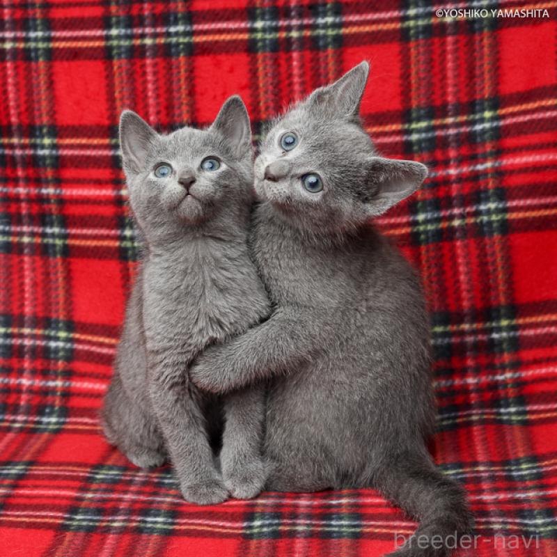 販売中の神奈川県のロシアンブルー-137769の2枚目