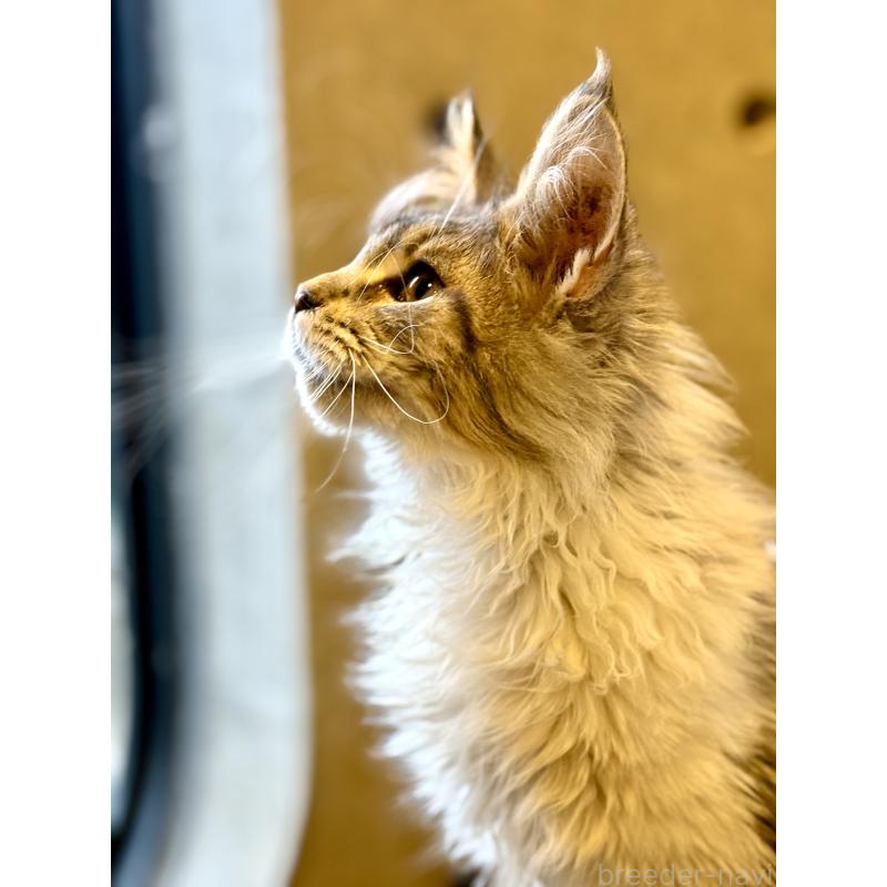 販売中の東京都のメインクーン-137770の16枚目