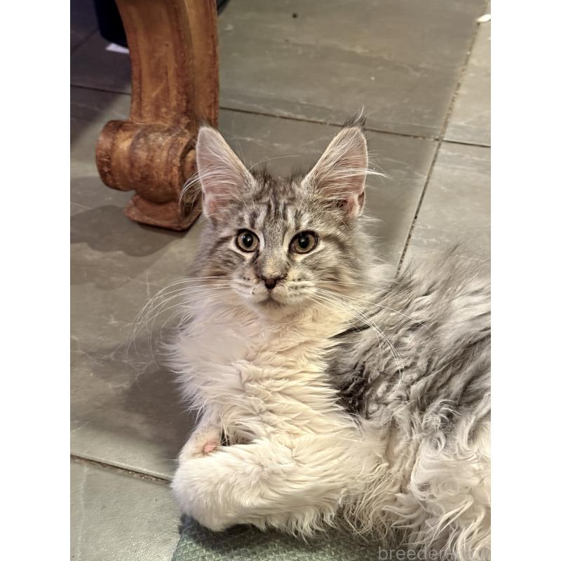 販売中の東京都のメインクーン-137770の15枚目