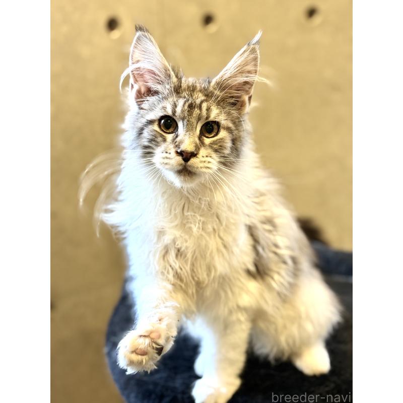 販売中の東京都のメインクーン-137770の13枚目