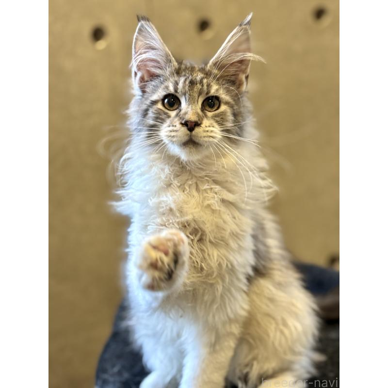 販売中の東京都のメインクーン-137770の12枚目