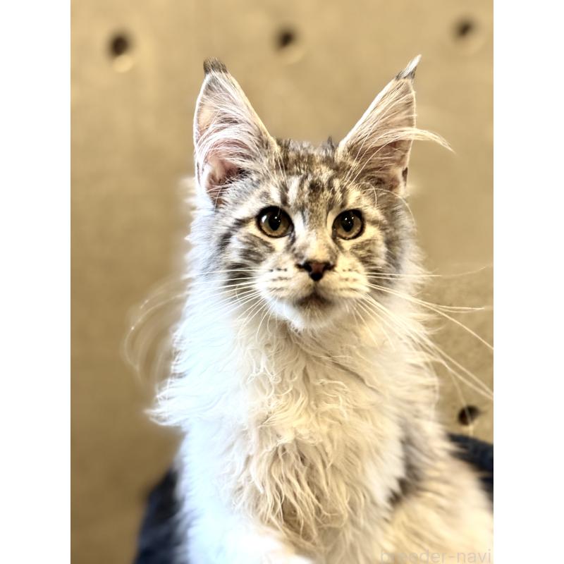 販売中の東京都のメインクーン-137770の10枚目