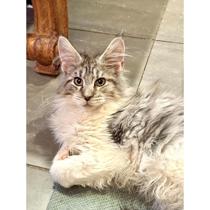 販売中の東京都のメインクーン-137770の9枚目