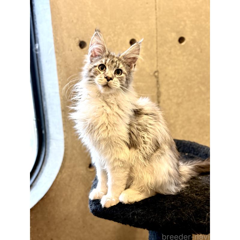 販売中の東京都のメインクーン-137770の7枚目