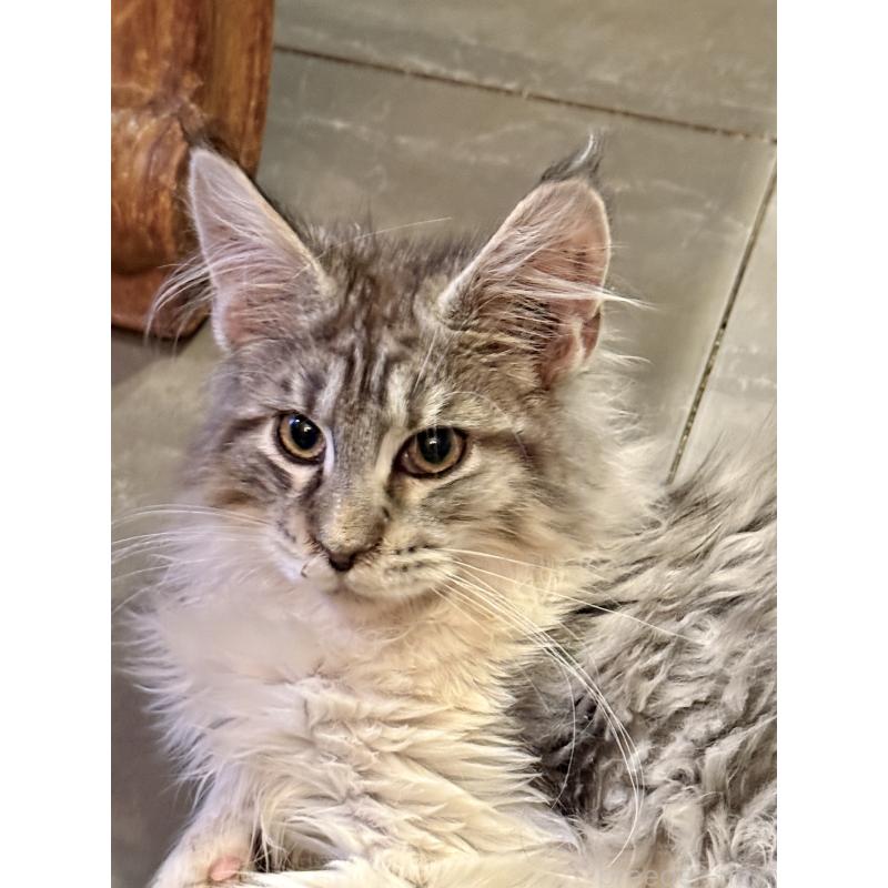 販売中の東京都のメインクーン-137770の6枚目