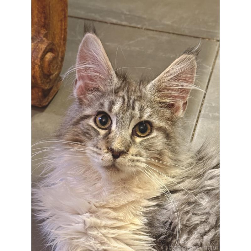 販売中の東京都のメインクーン-137770の5枚目