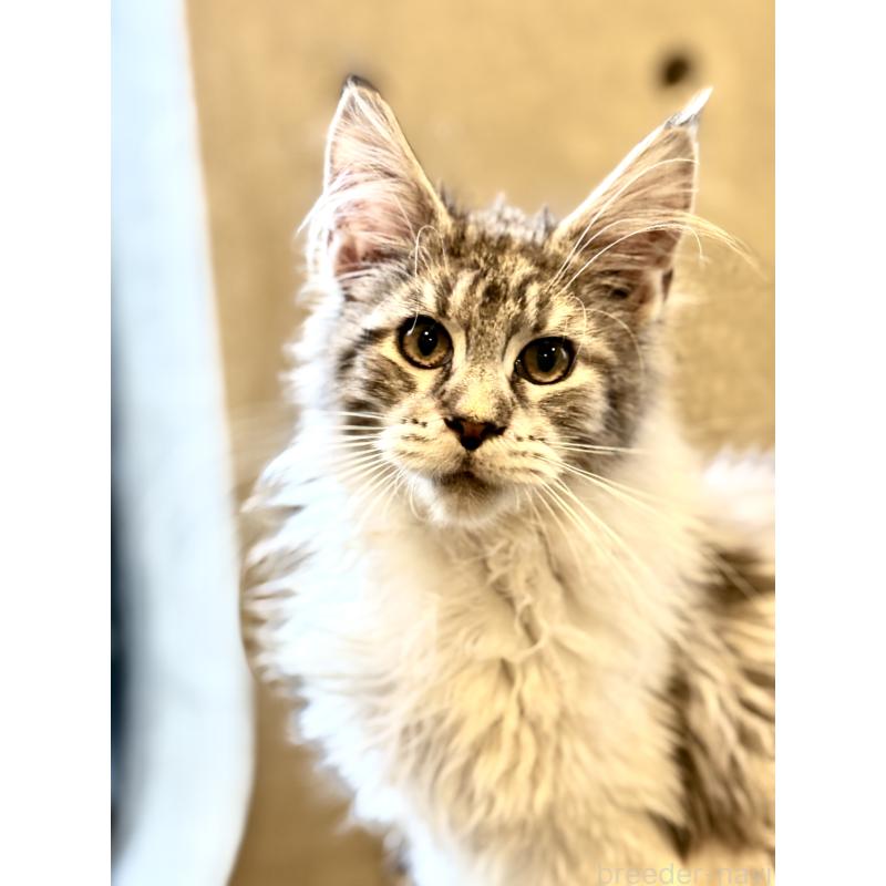 販売中の東京都のメインクーン-137770の4枚目