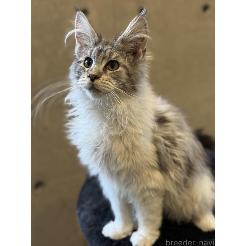 販売中の東京都のメインクーン-137770の3枚目